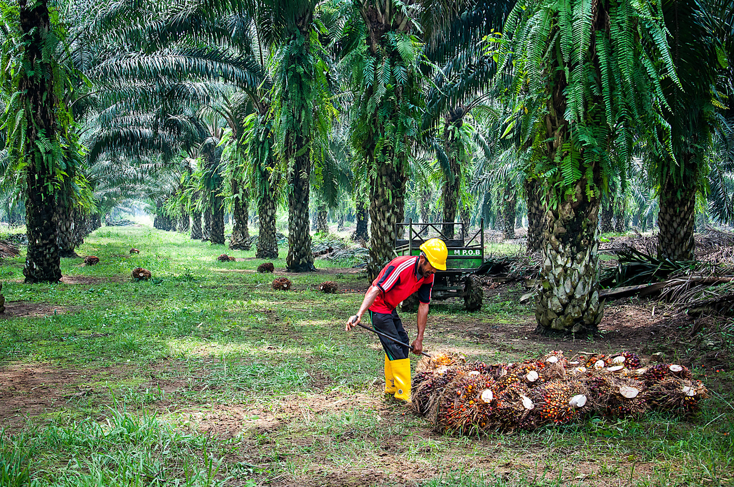 List Of Oil Palm Plantation In Sabah