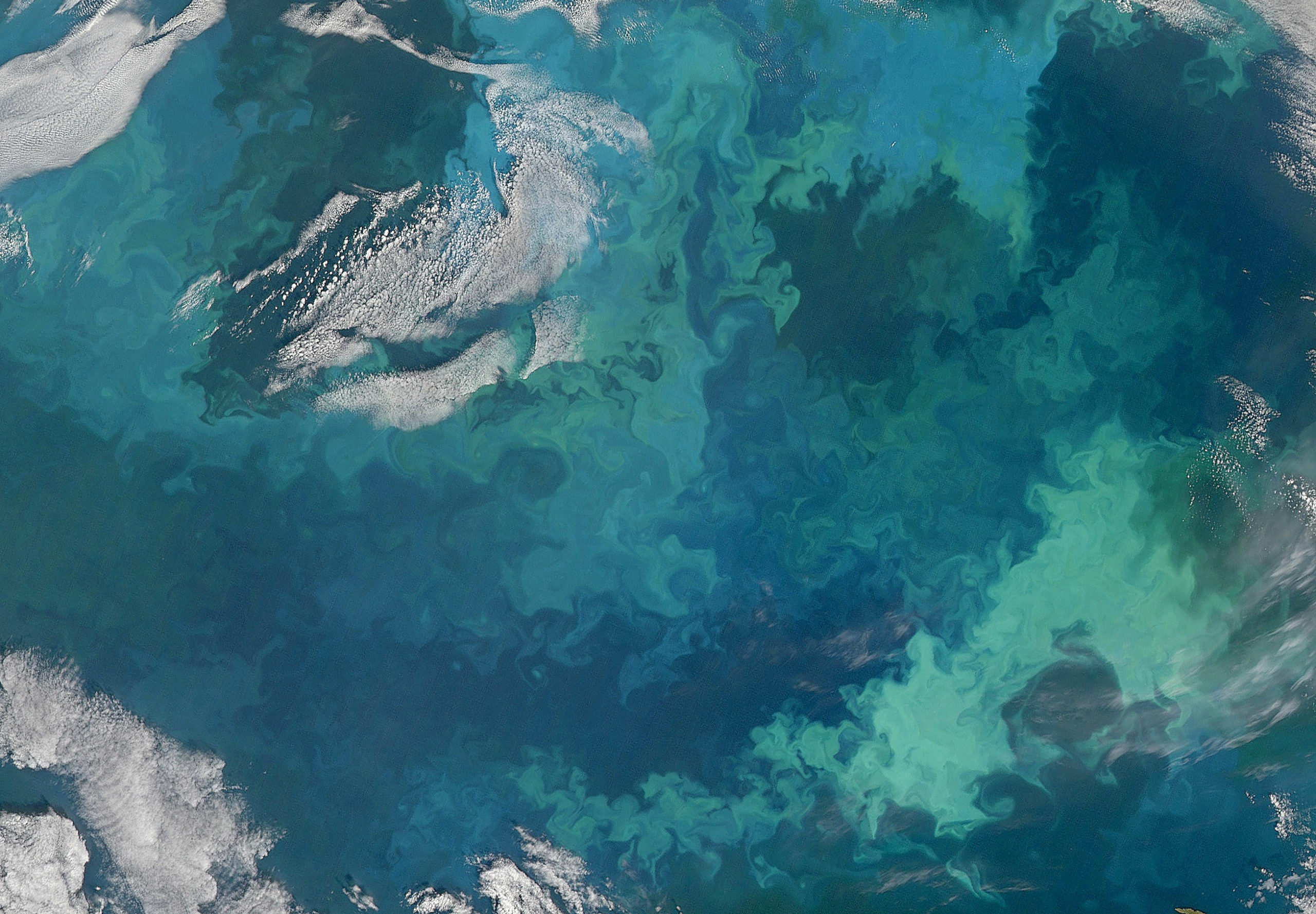 phytoplankton bloom