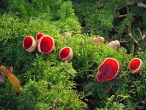 <p>英国坎布里亚郡树林里的猩红肉杯菌。图片来源：Steve Holroyd / Alamy</p>