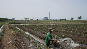 印尼西爪哇的一名农民在田地耕作，远处是在2011年投入使用的英德拉马尤（Indramayu）一号电站。图片来源：<a href="https://www.adirenaldi.com">Adi Renaldi</a> / 中外对话