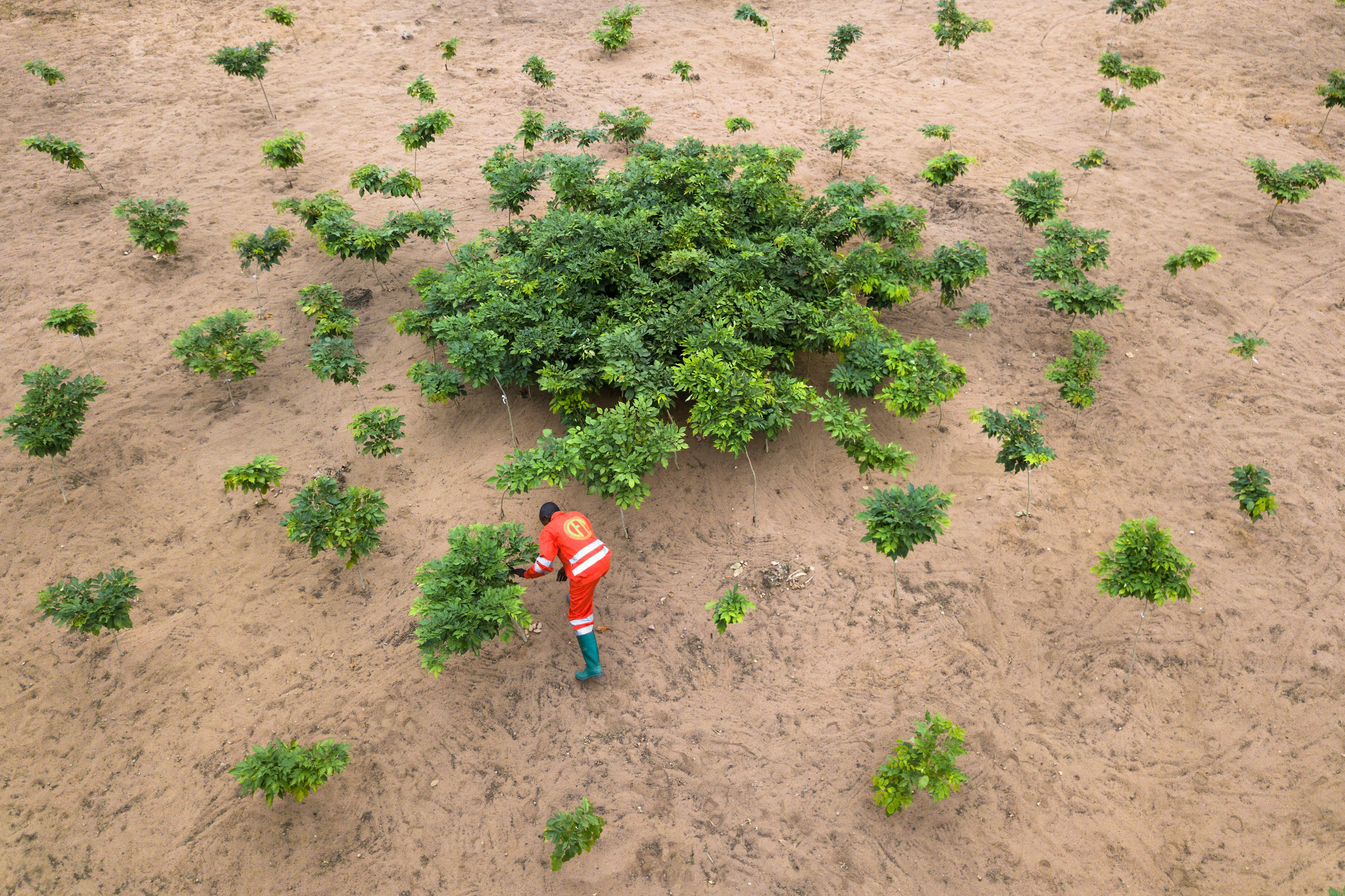 Explainer: What Is the 'Great Green Wall' of China?