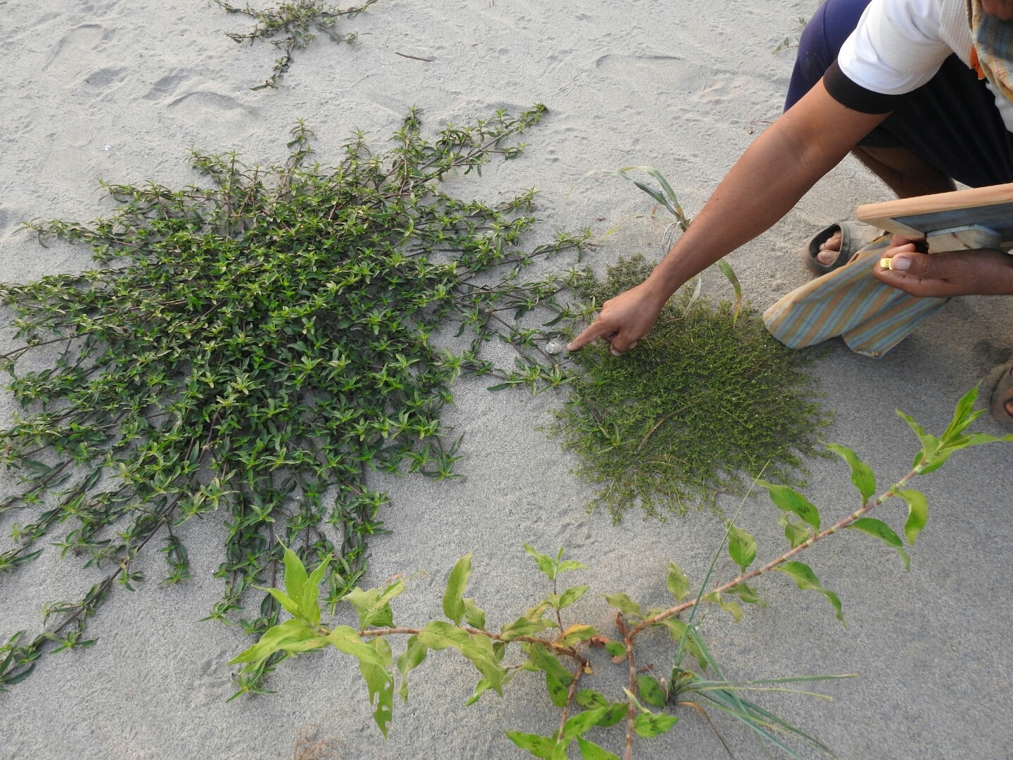 Little ringed plover eggs spotted by conservationists. Image: Bueng Kan Rak Nok