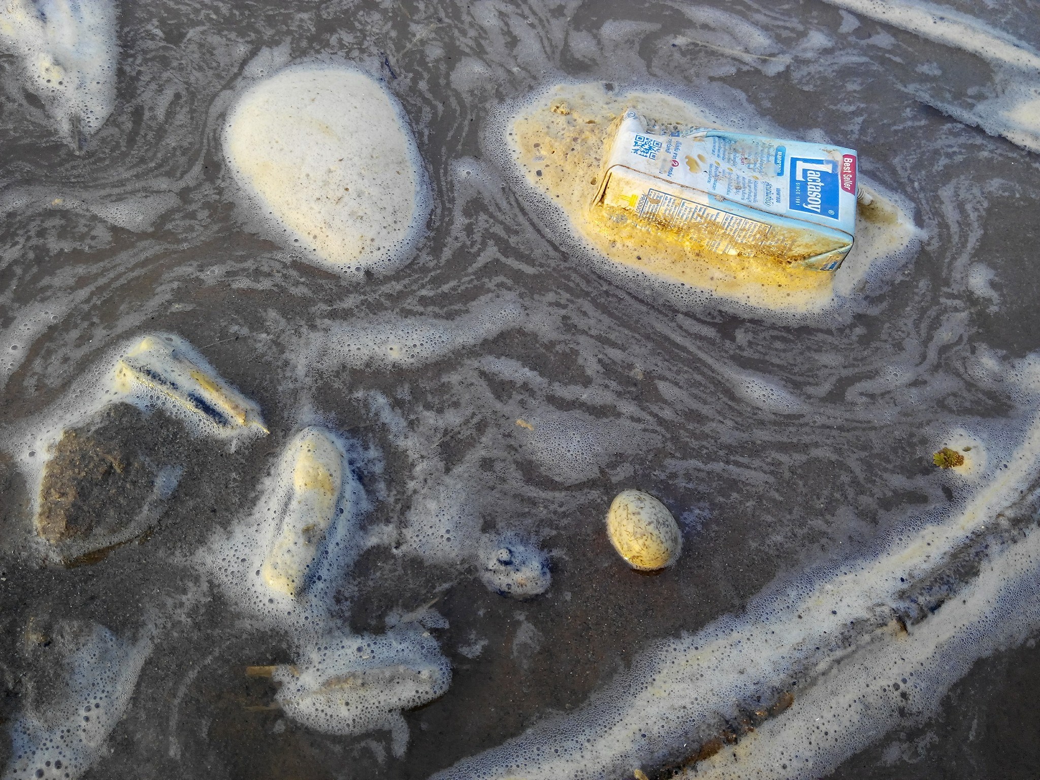 Flooded egg with flotsam, 2018