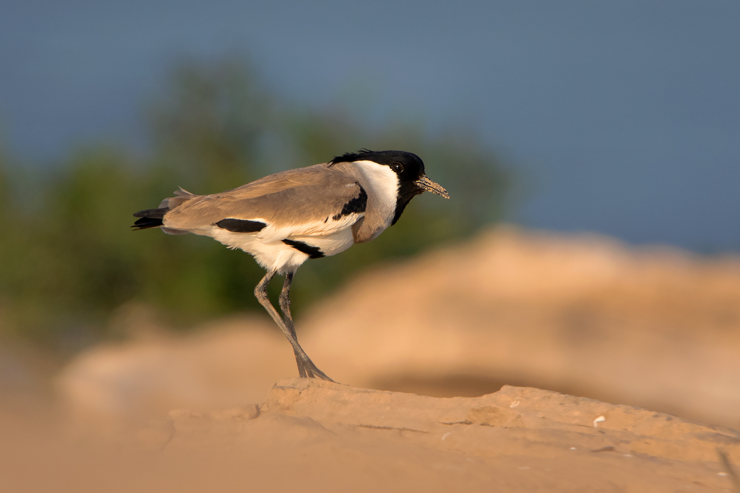River lapwing. Image: Ayuwat Jearwattanakanok