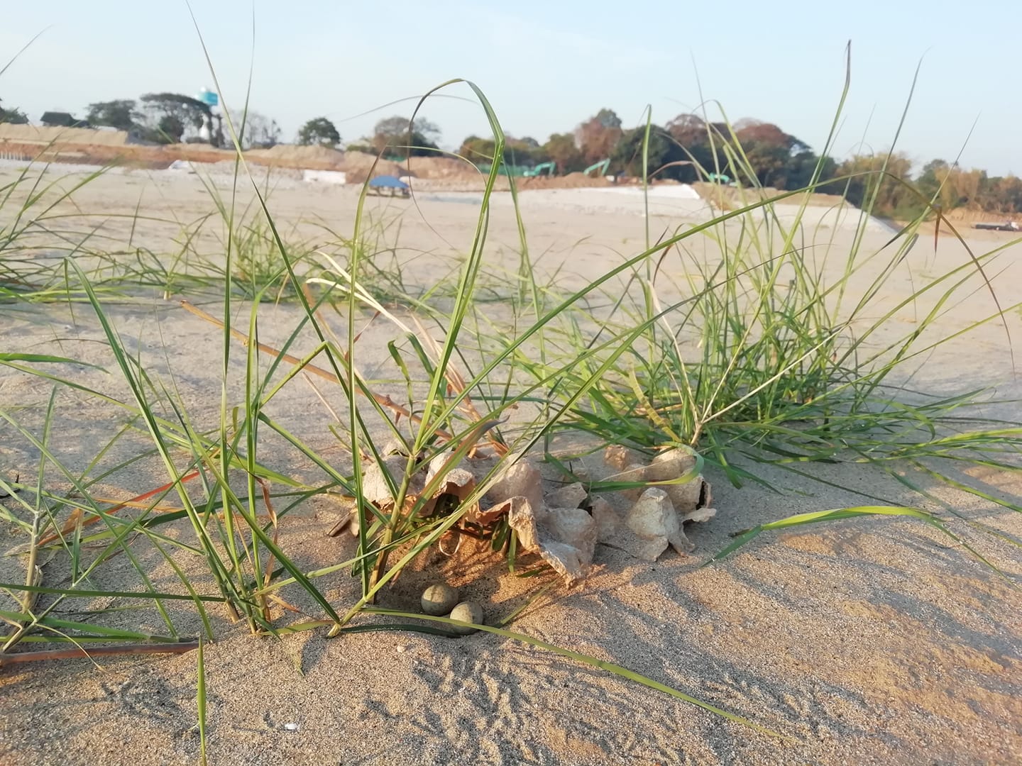 Small pratincole eggs laid beneath an egg crate.