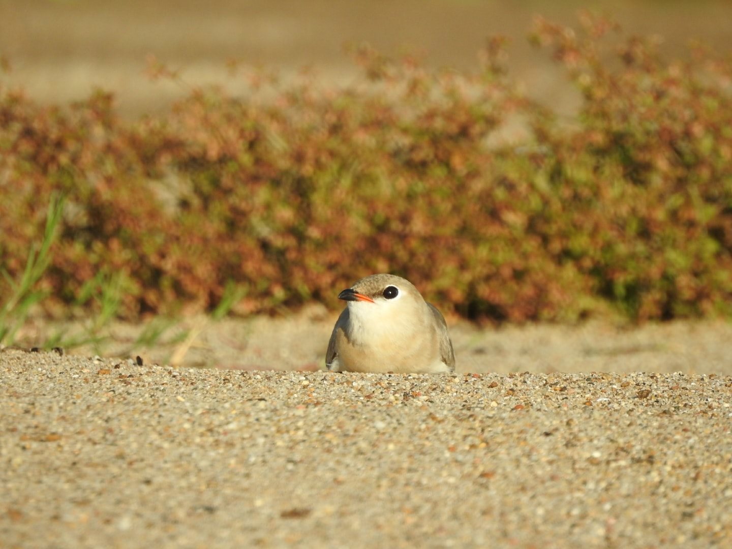Small pratincole