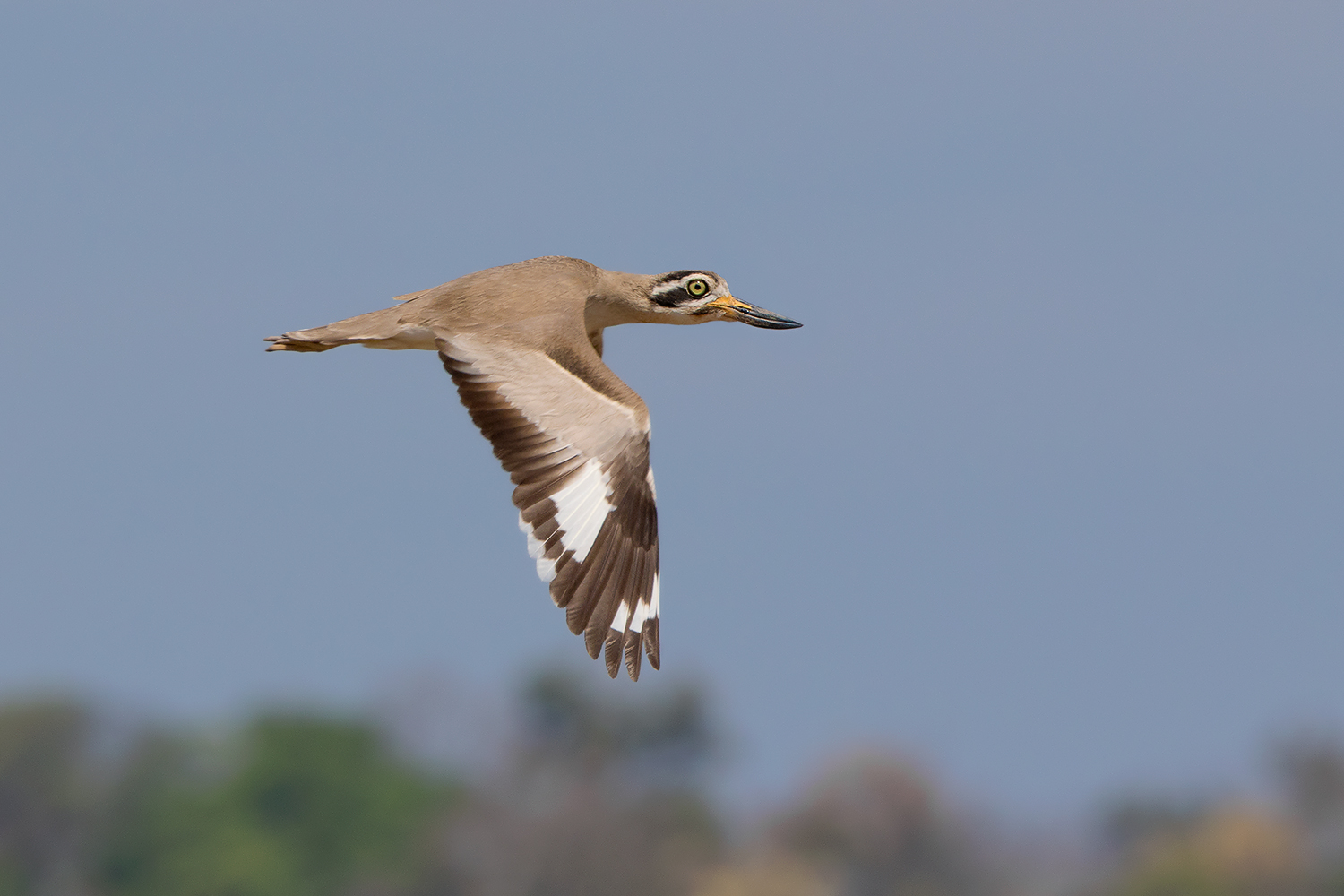 River lapwing. Image: Ayuwat Jearwattanakanok