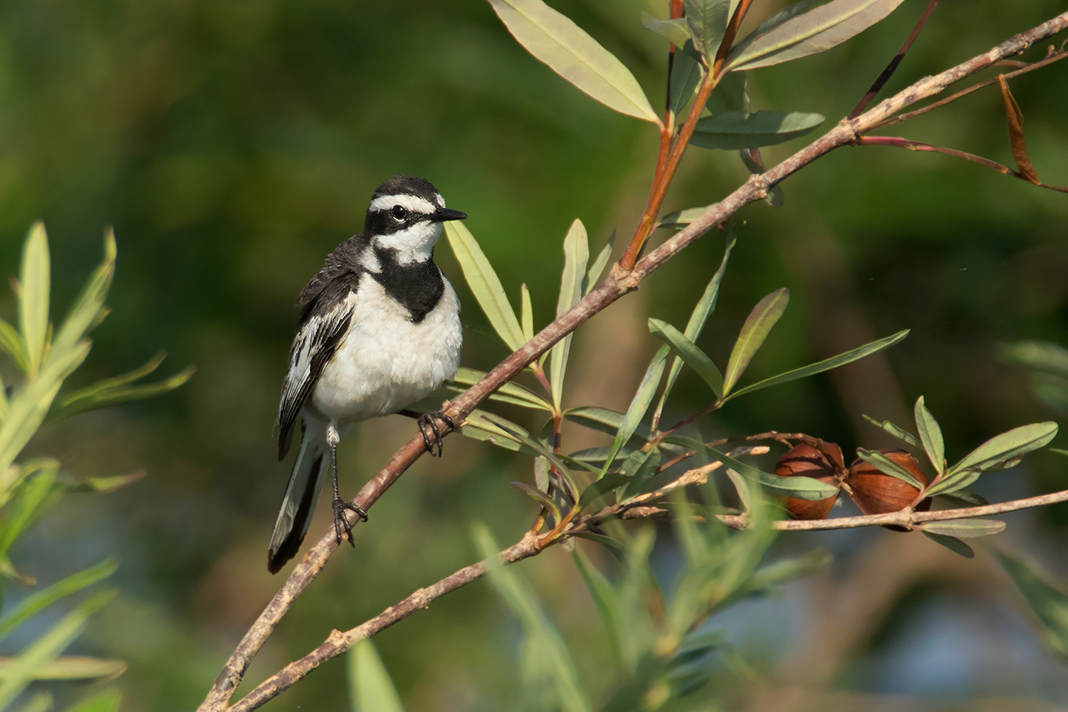 Mekong wagtail. Image: Ayuwat Jearwattanakanok