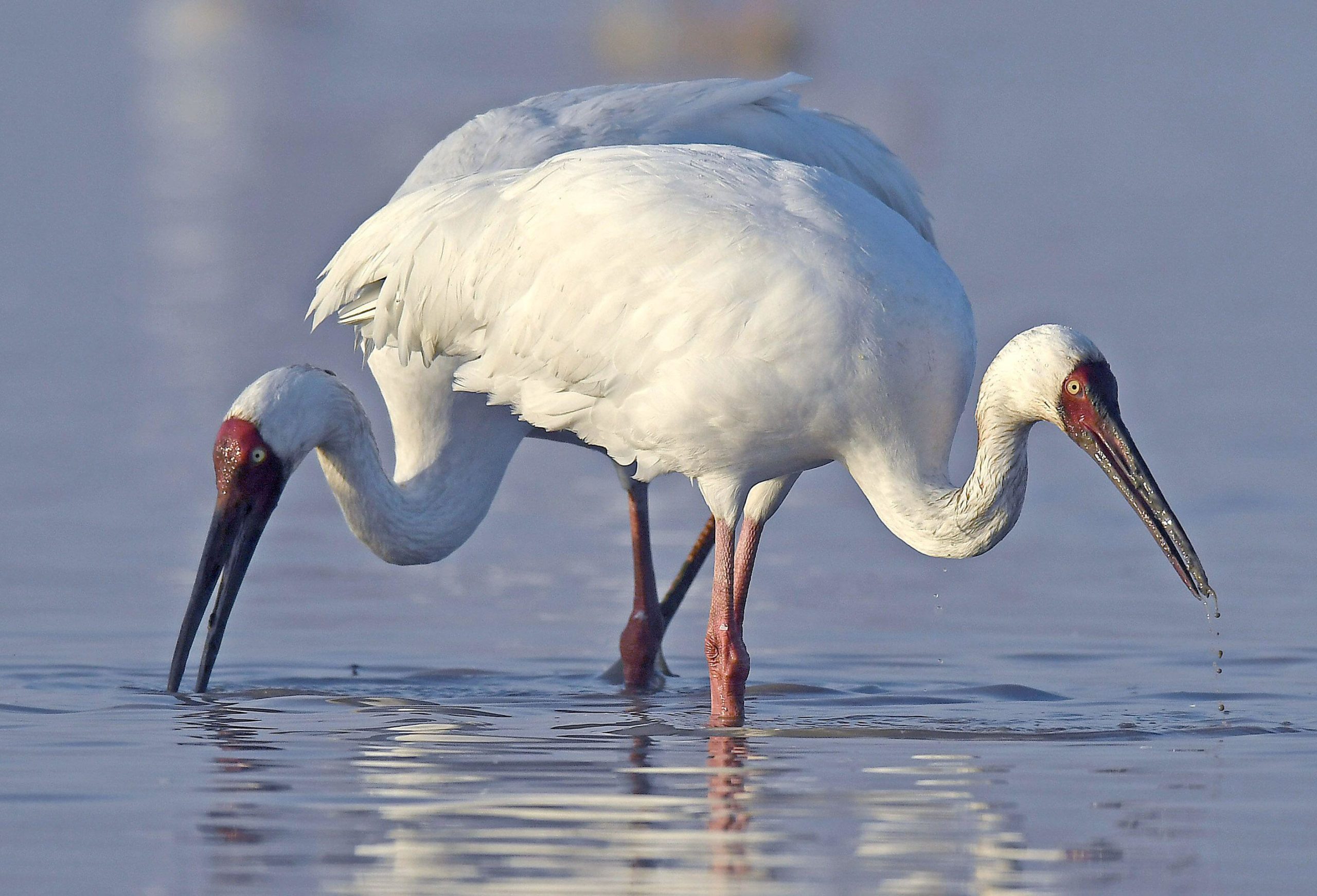 Two white cranes forage at the Poyang Lake in east China's Jiangxi Province