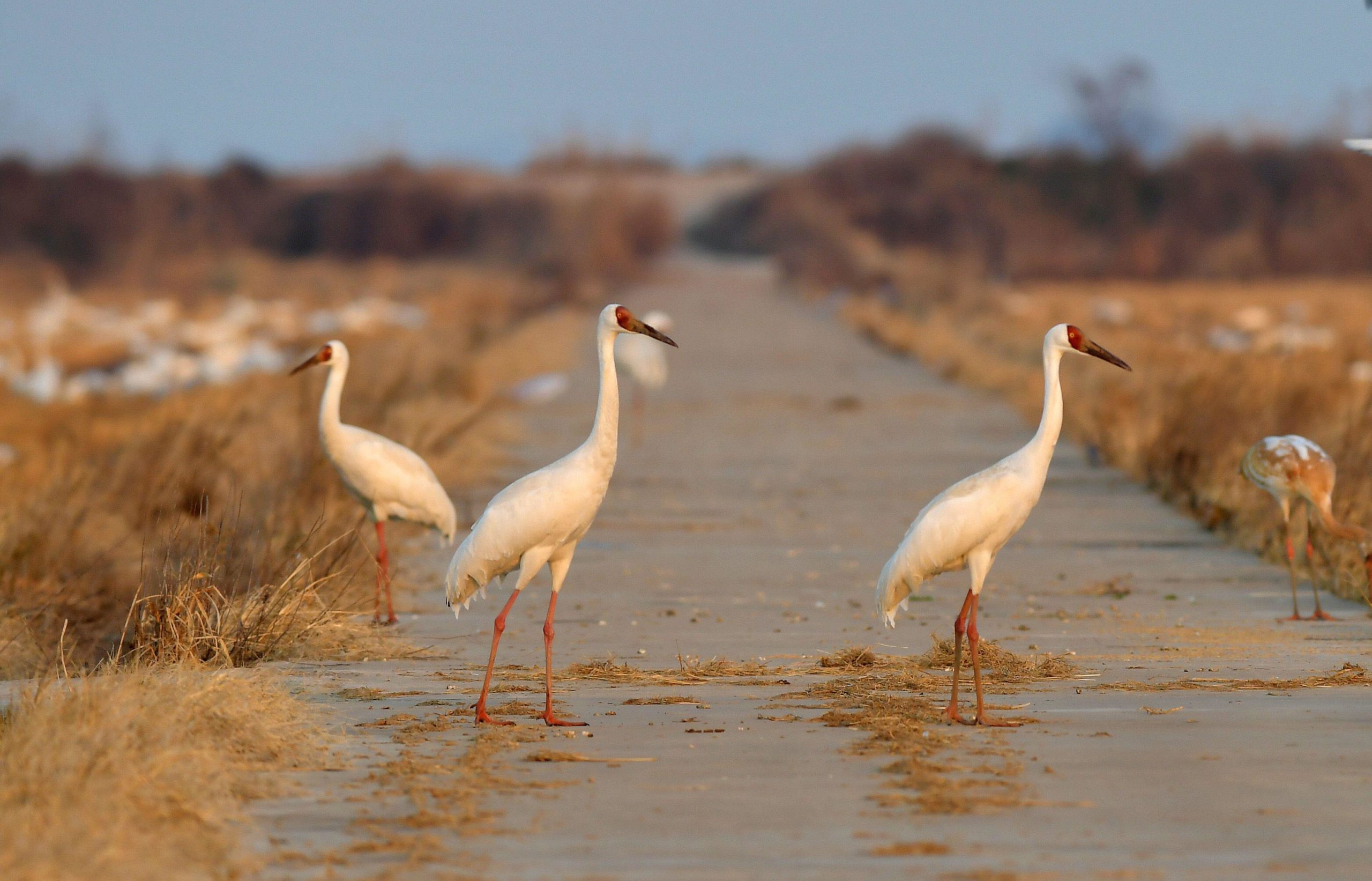 White cranes in a rice paddy