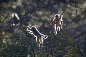 <p>滇金丝猴。 图片来源：Will Burrard-Lucas / Alamy</p>