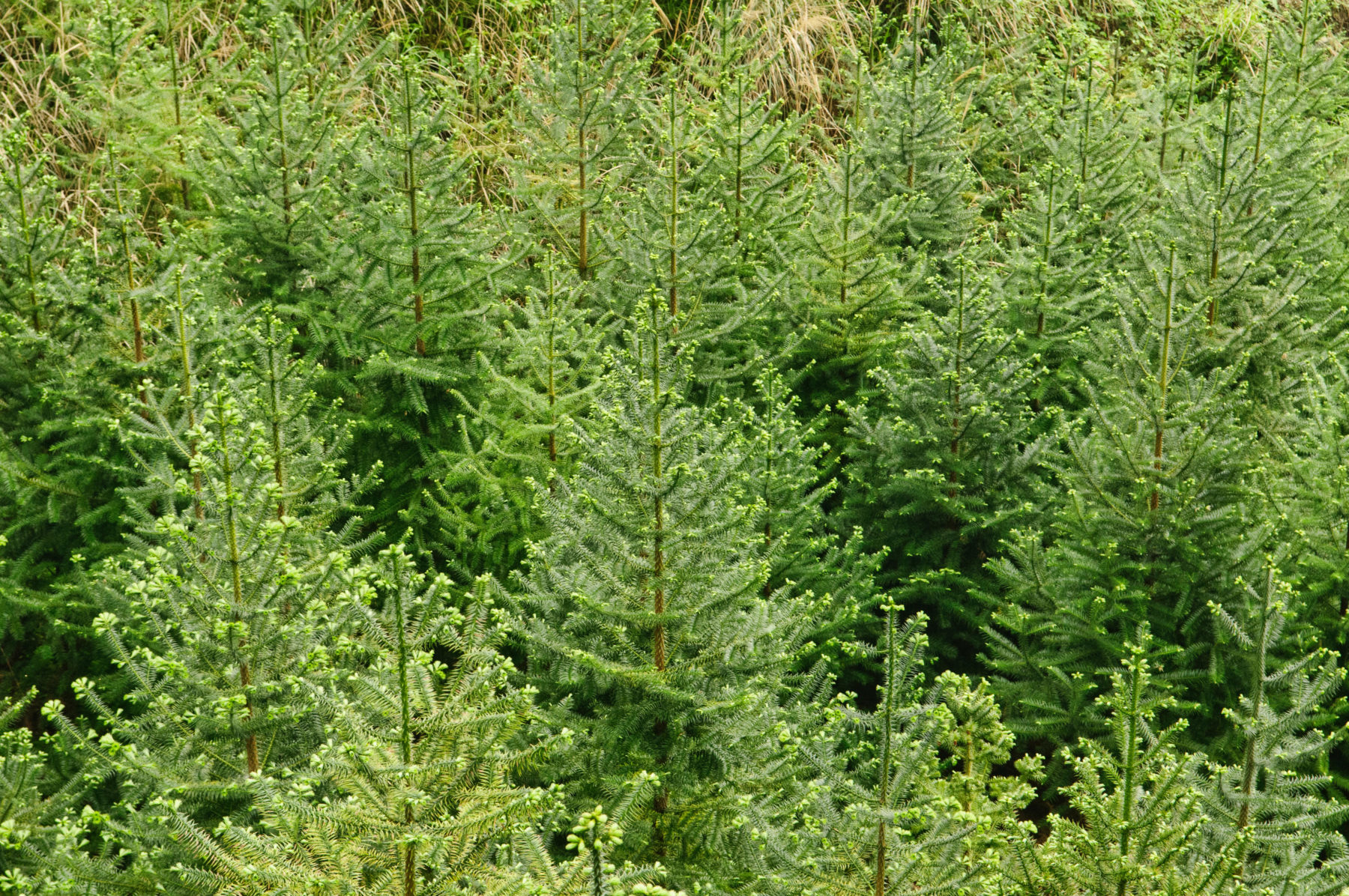 The China fir and the Plantation Age
