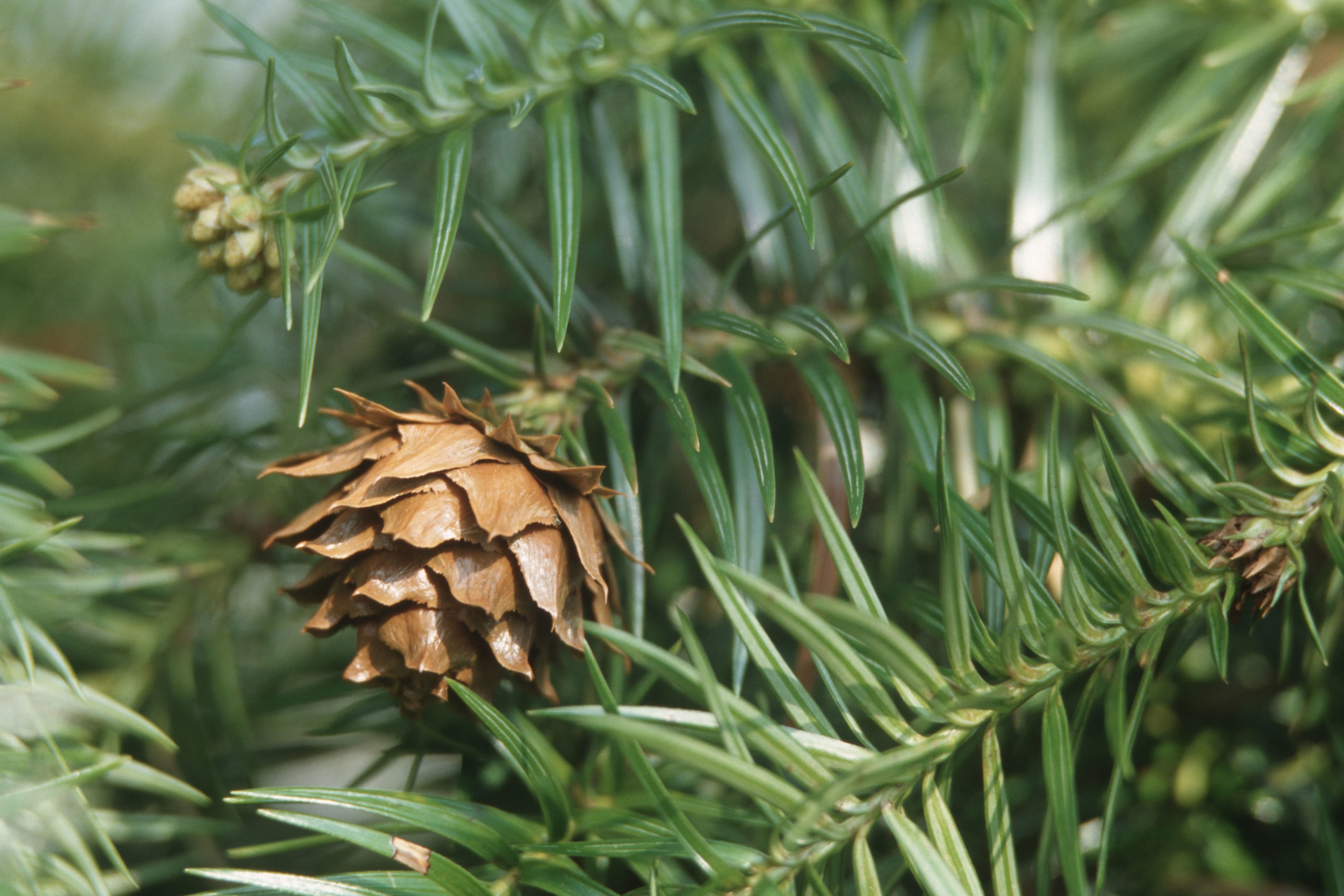 A close-up of the China fir (Image: Blickwinkel / Alamy)