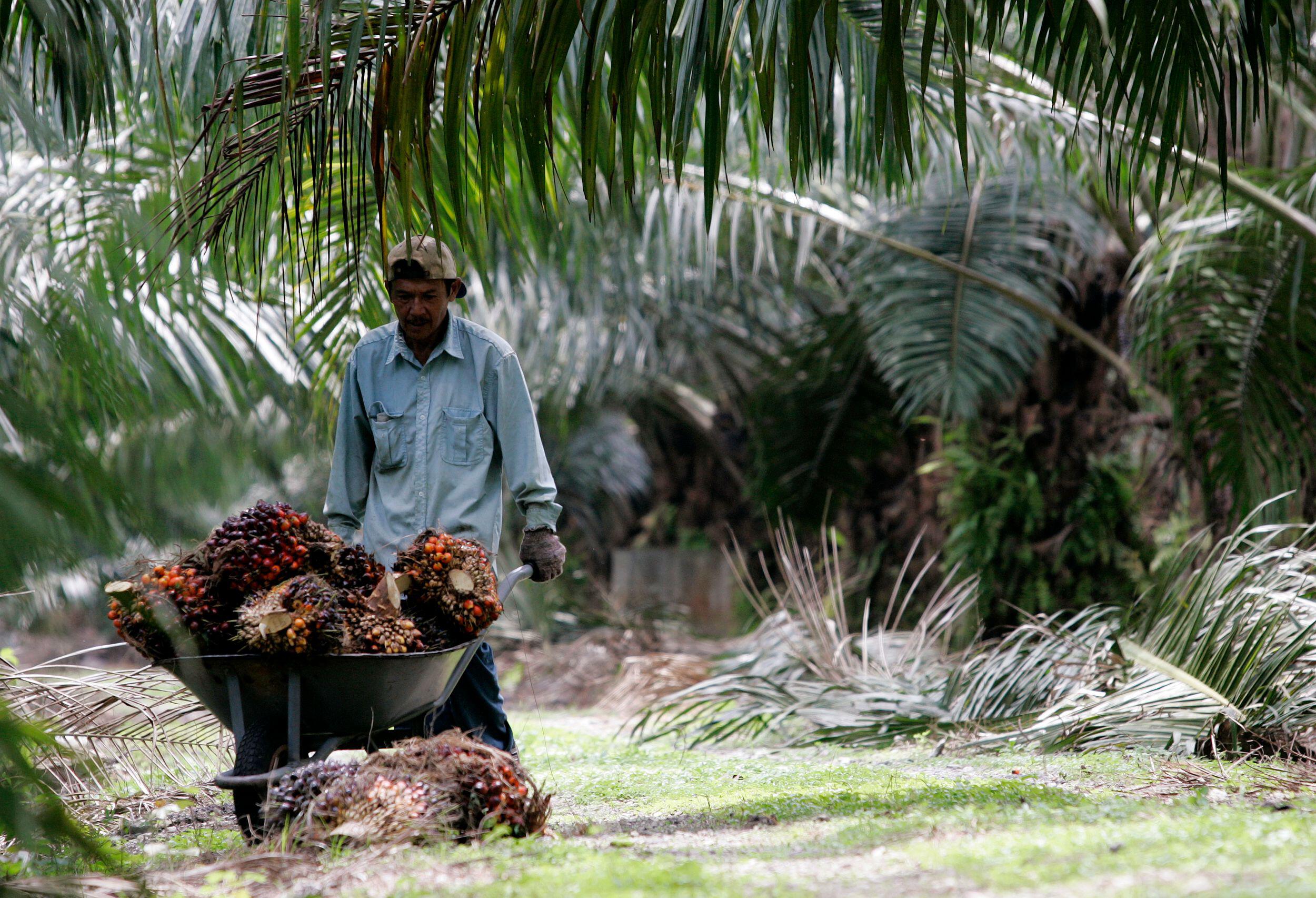 Is There Any Sustainable Palm Oil