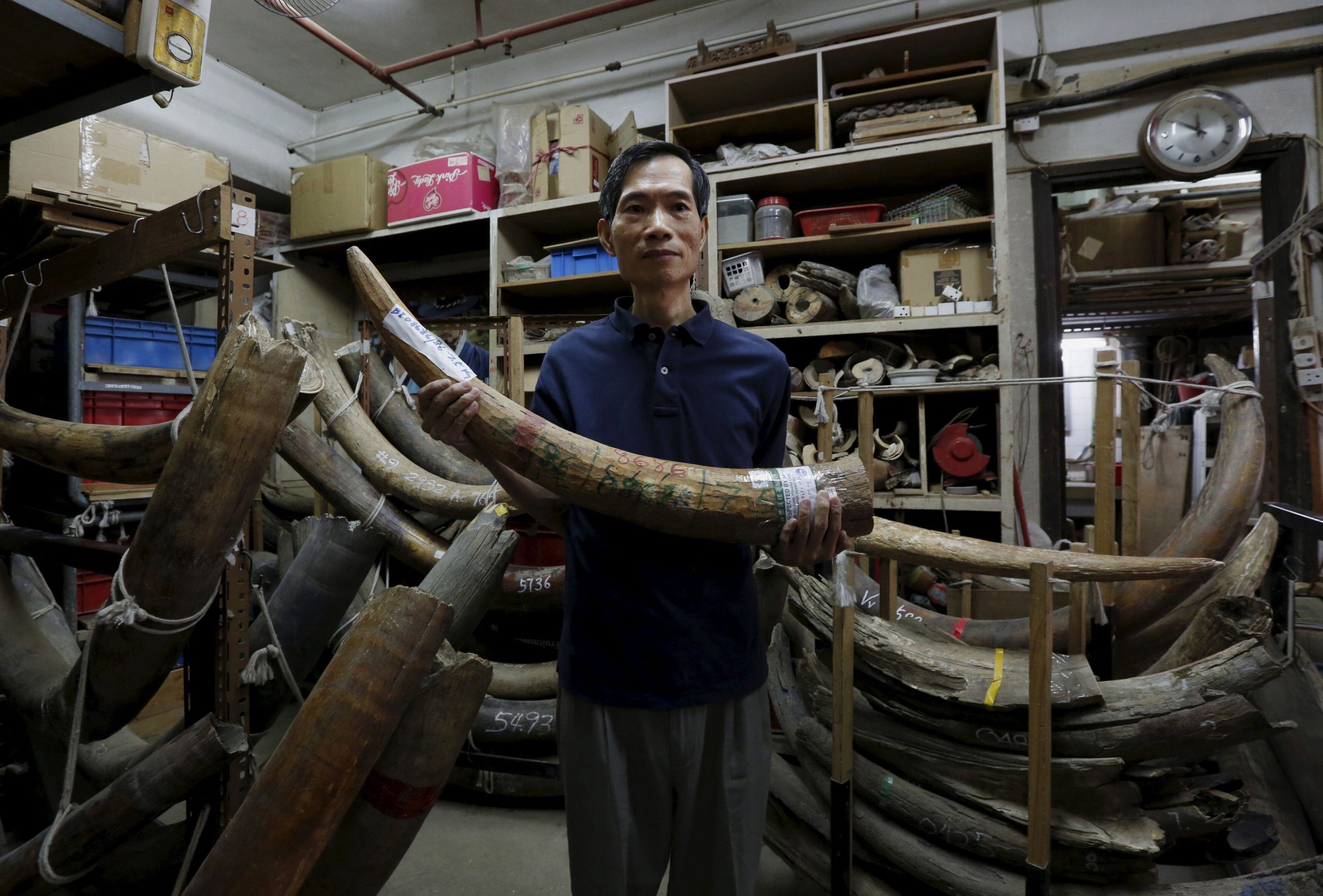 A worker at a carving and jewellery factory poses with an elephant tusk in Hong Kong