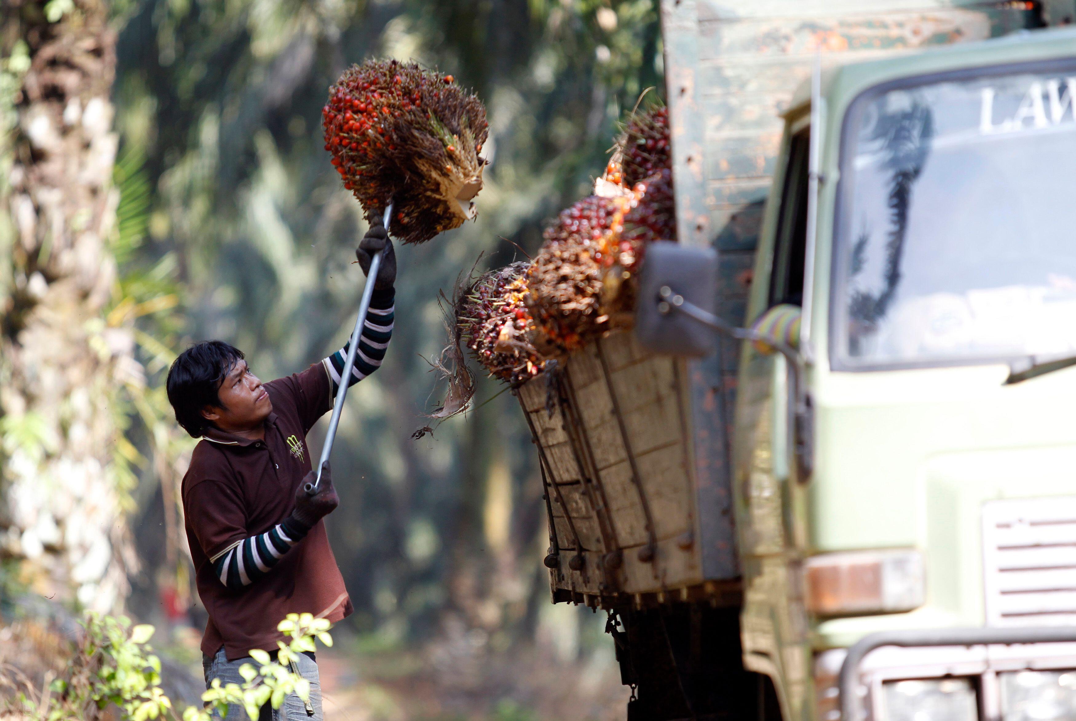 Who Gets To Define Sustainable Palm Oil