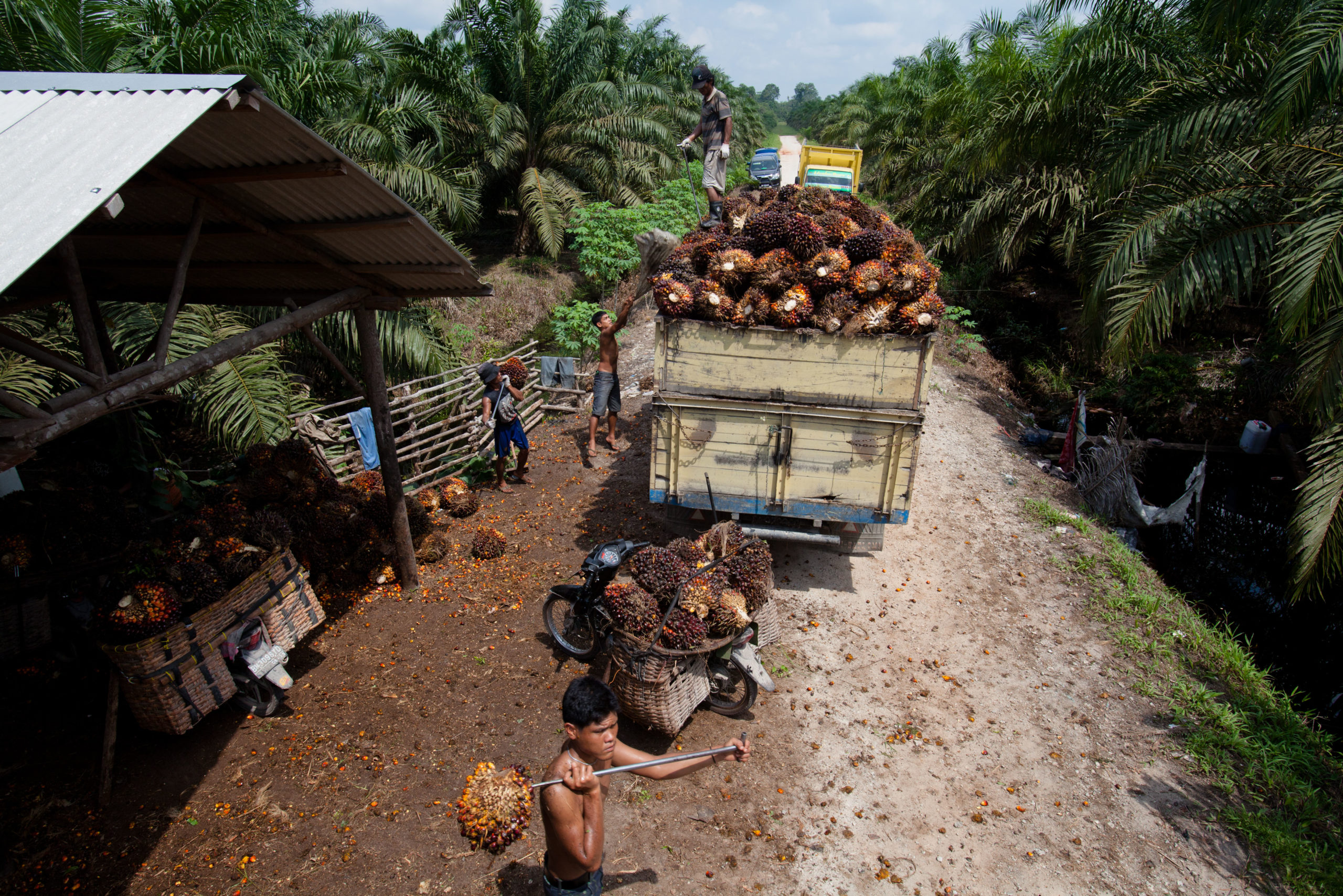 palm-oil-smallholder