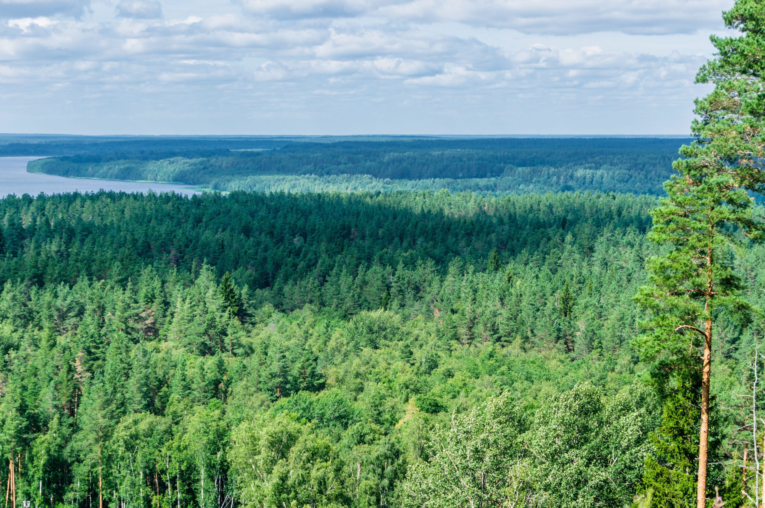 Trees in the Leningrad region