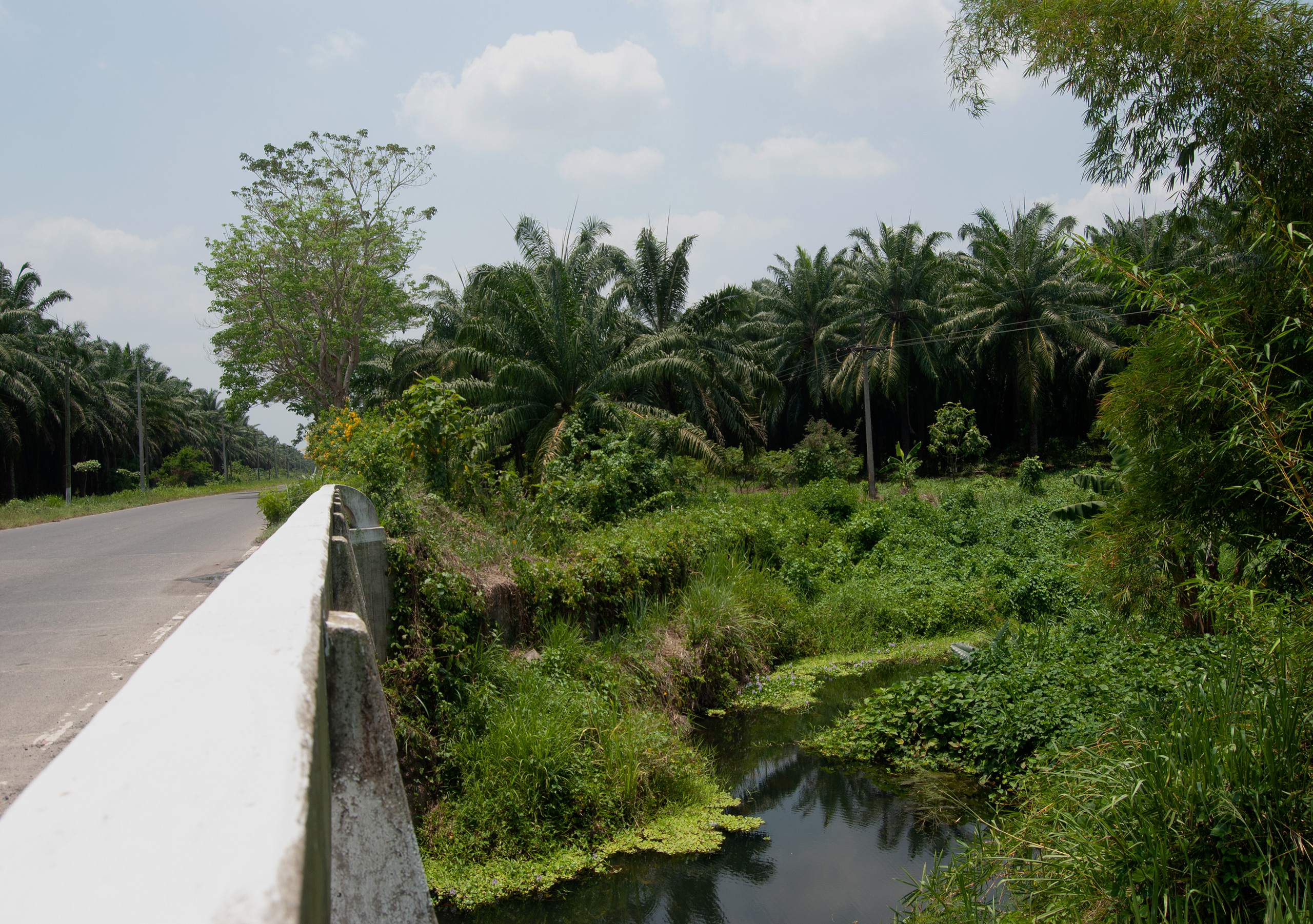 Palm oil in Guatemala