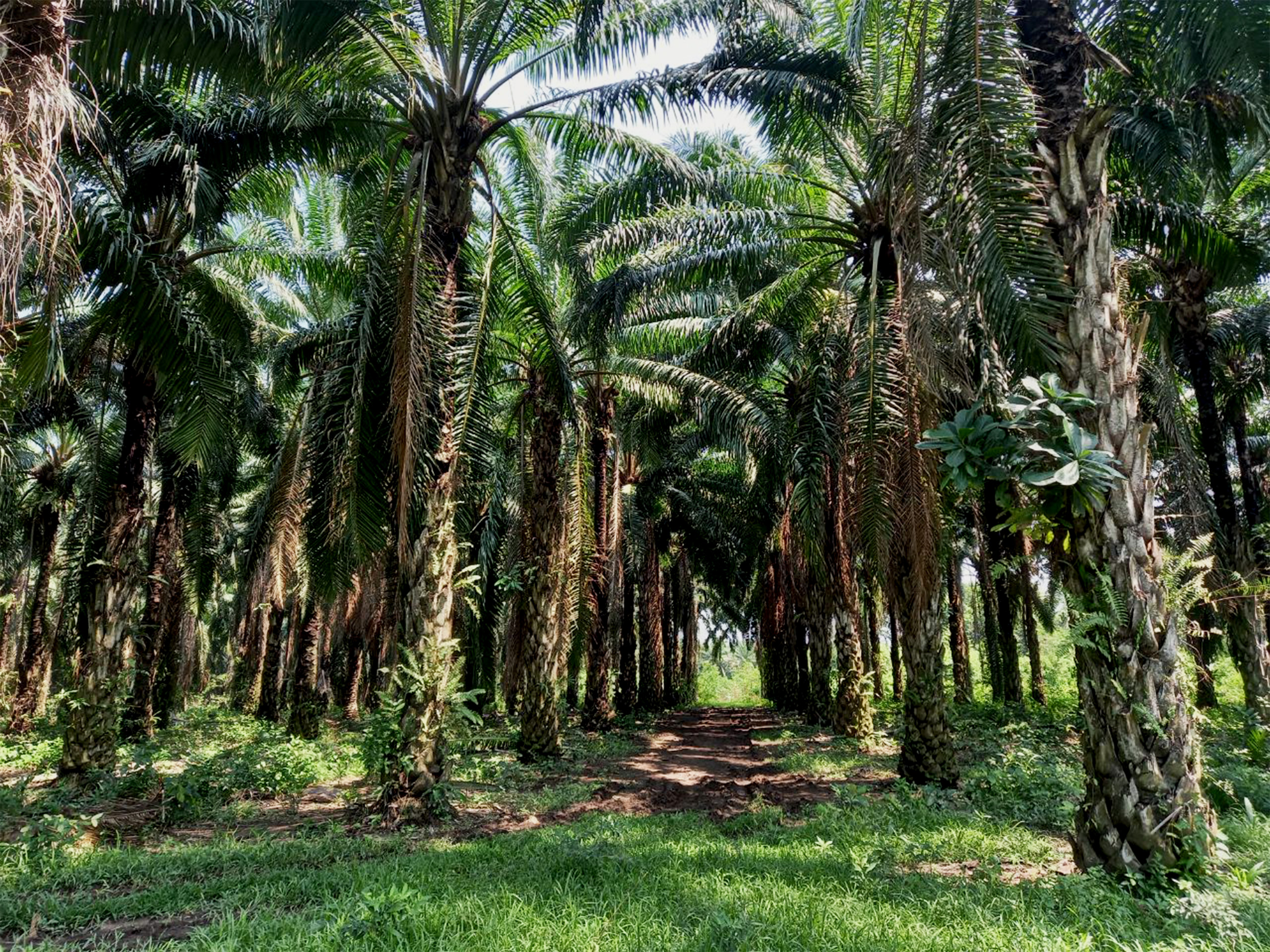 Palm oil in Guatemala