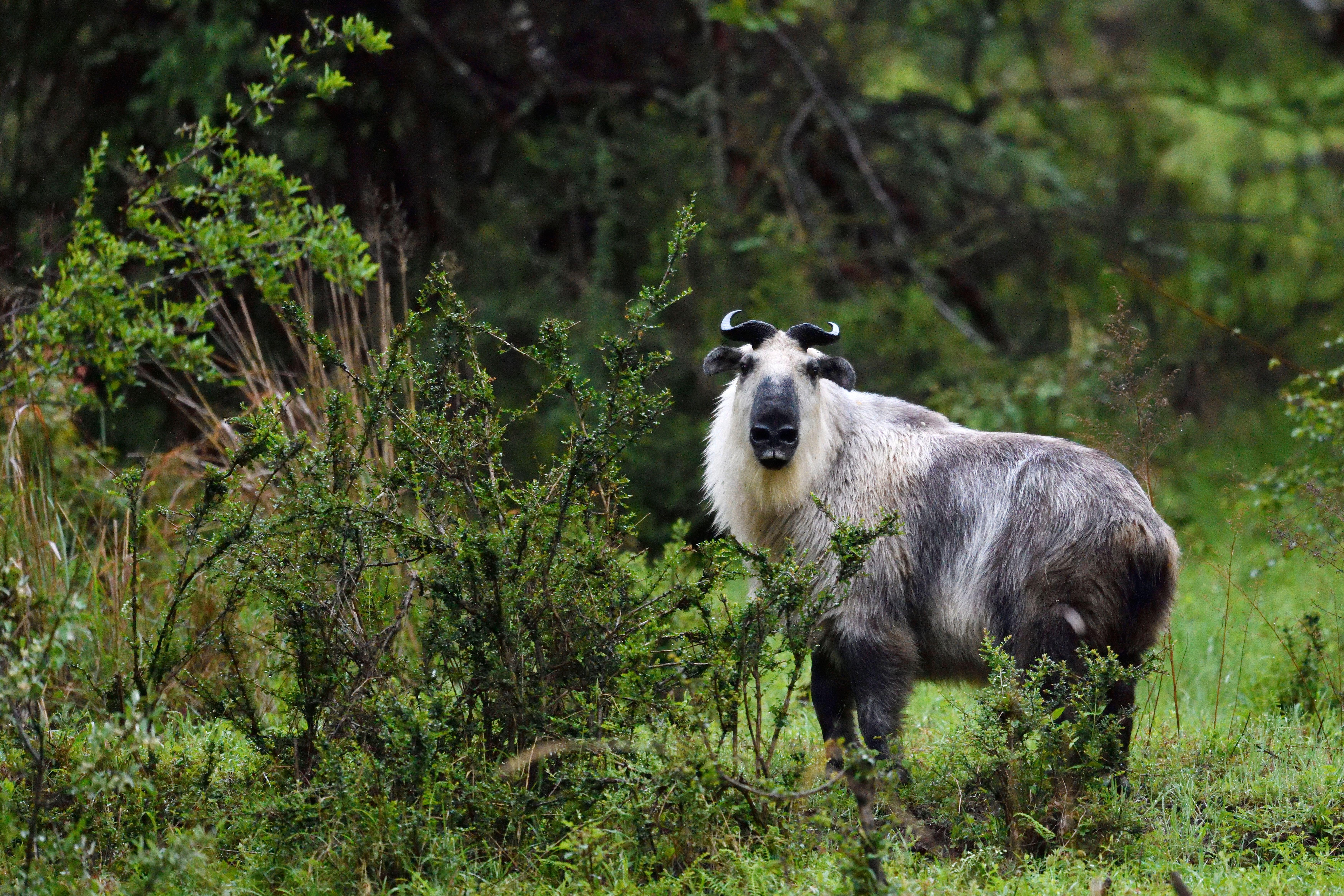 自然保护区到底受到了多少保护 中外对话