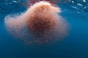 krill fishing in antarctica