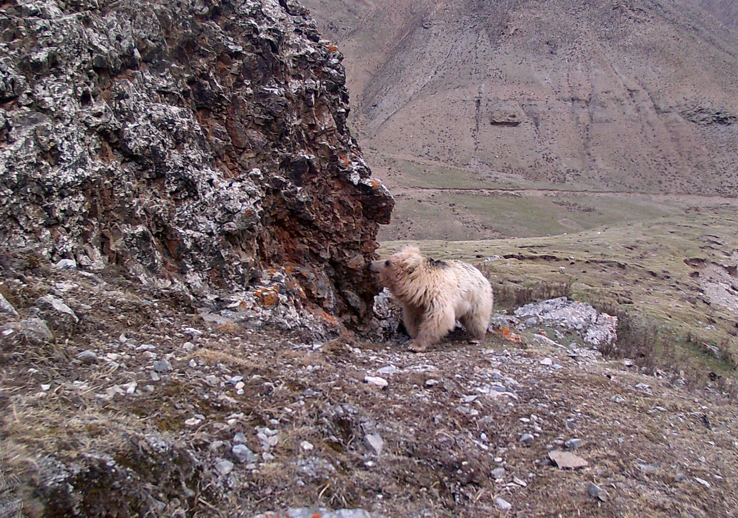 A brown bear is pictured by infrared camera in Qilianshan National Nature Reserve