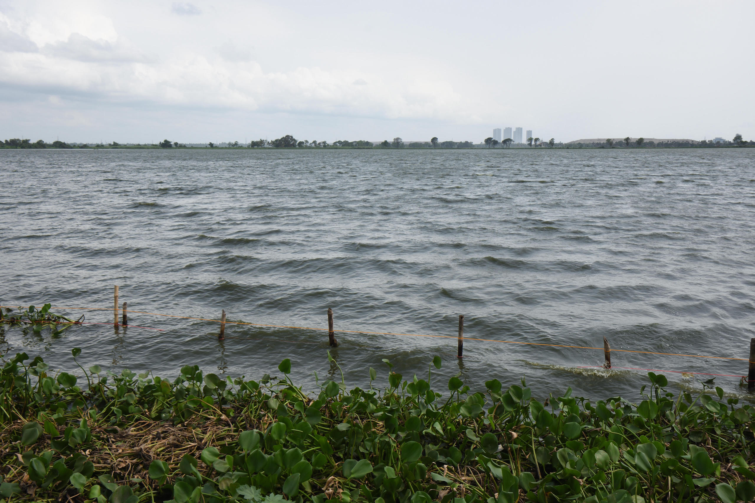 The wetlands of eastern Kolkata, India, are being used as a natural filtration system for the city’s waste