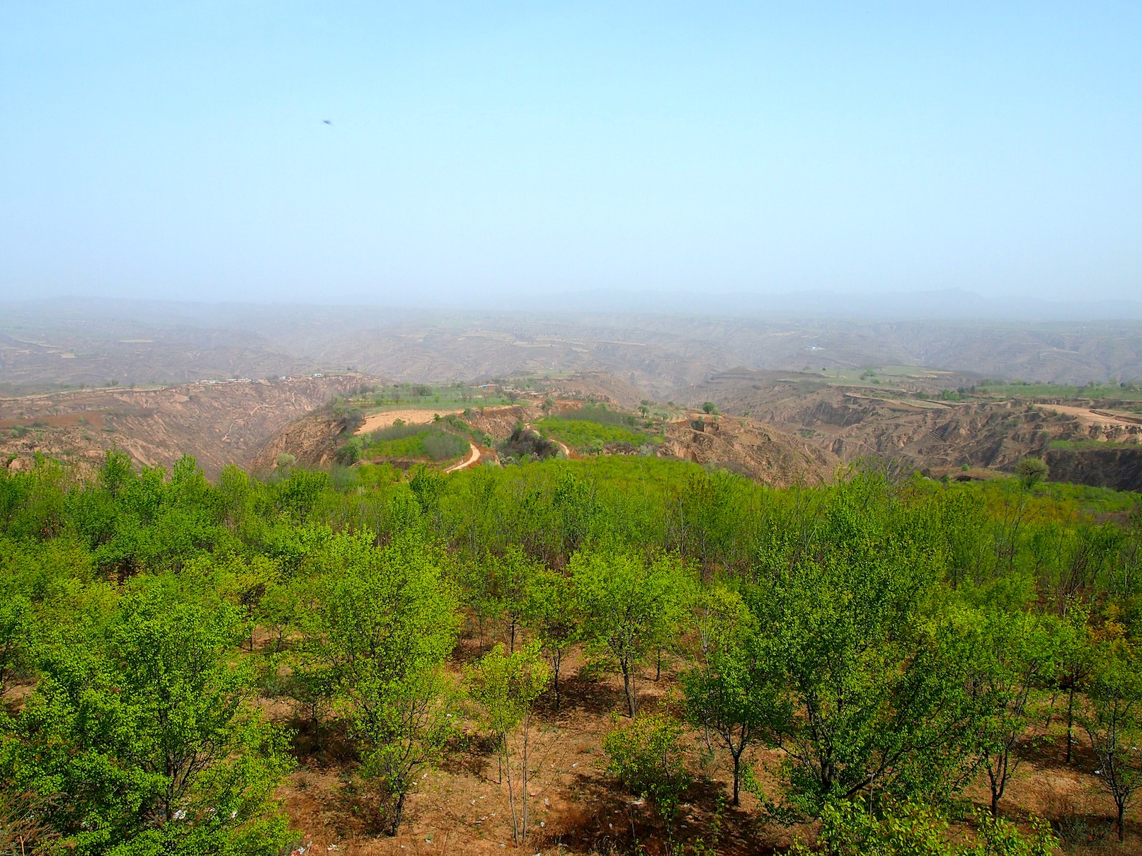 restored loess plateau