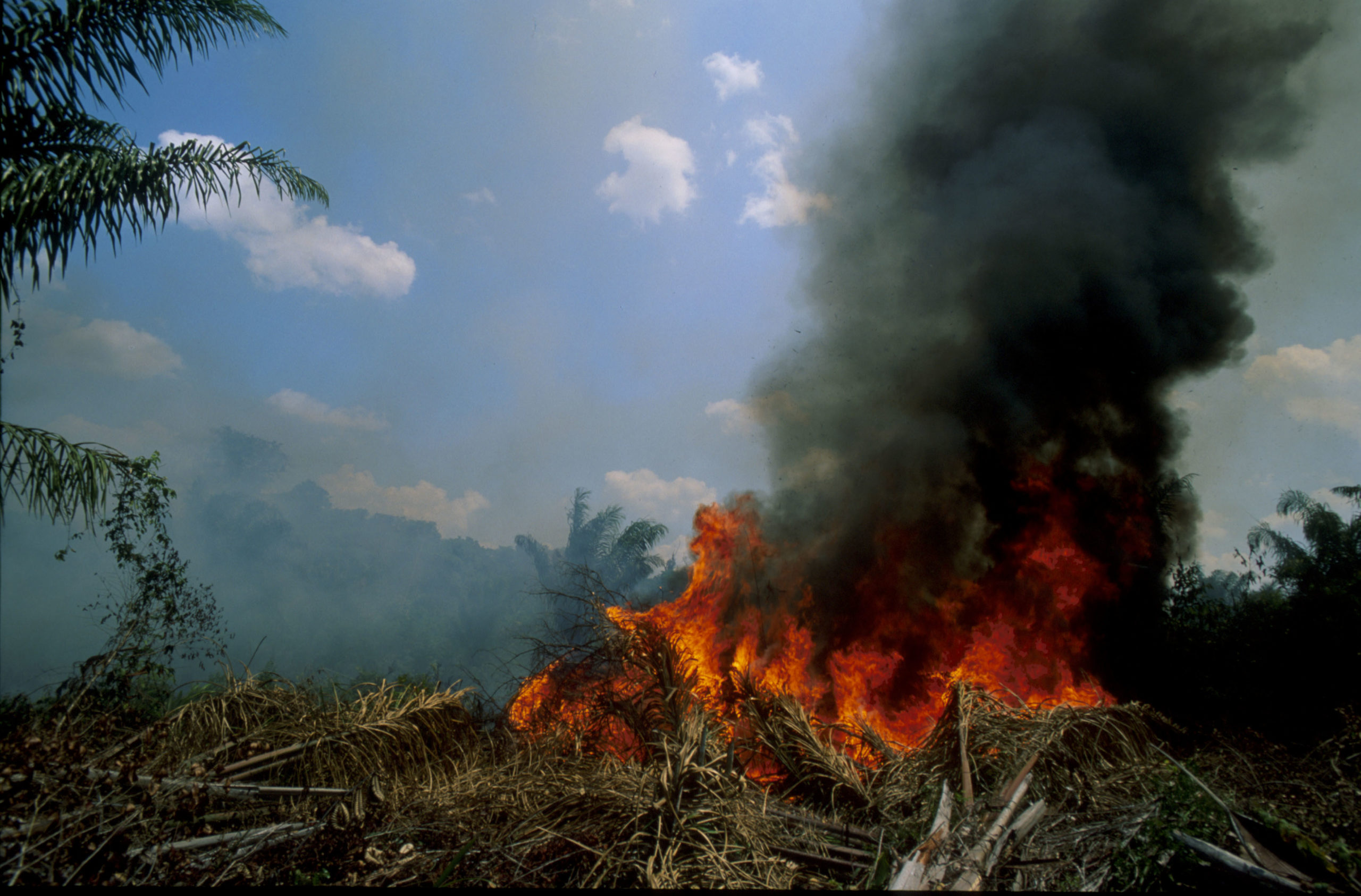 Fire management is one of the actions proposed by researchers that help mitigate climate change, whilst protecting both biodiversity and the livelihoods of local communities (Image: Flavio Cannalonga/Greenpeace)