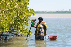 Senegal, site of the largest mangrove reforestation project in the world. Planting mangroves is one of several nature-based solutions that can help mitigate climate change. (Image: Clement Tardif / Greenpeace)