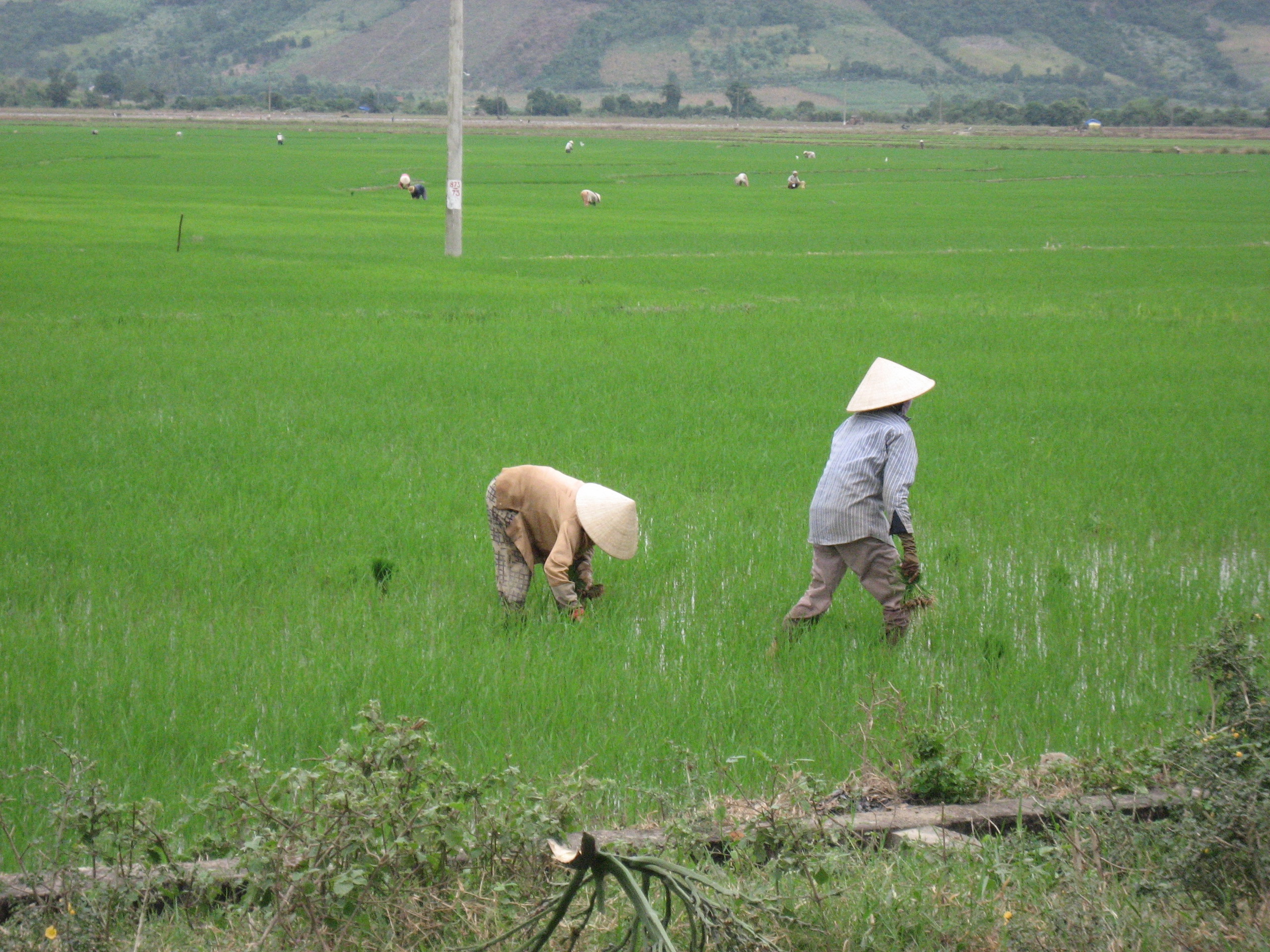 Improved rice cultivation in China is one of the nature-based solutions that can help reduce emissions