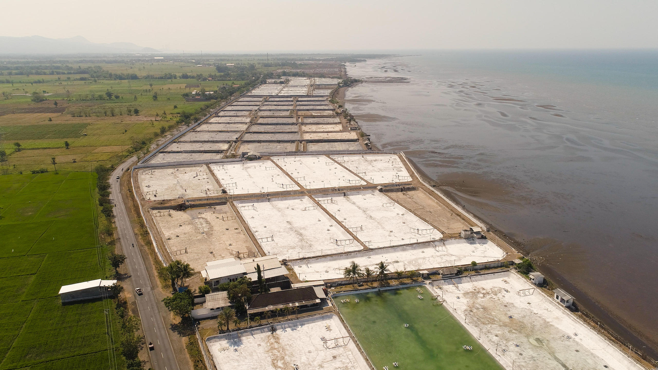 Shrimp farming has been the primary drive of mangrove loss in Indonesia