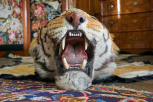In Southeast Asia, the illegal wildlife trade has been fuelled by the tourism industry. Tiger products are in such high demand that other big cat products are passed off as tiger. (Image: David Barley / Alamy)
