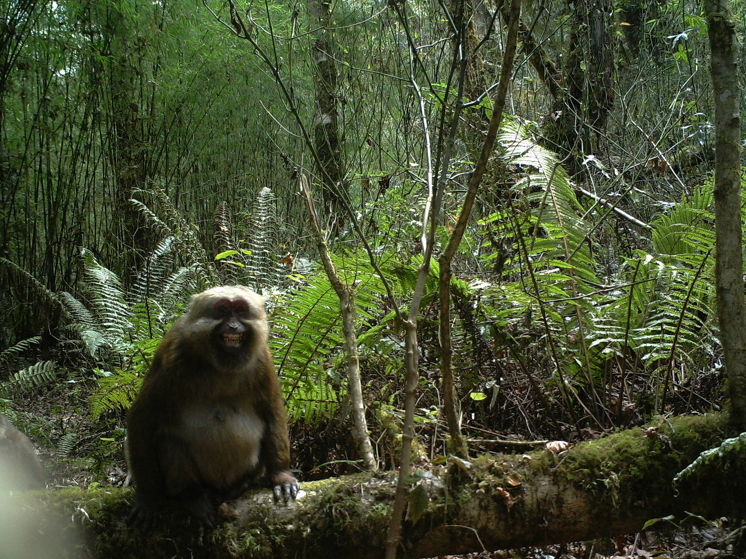 white-cheeked macaque in yarlung tsangpo grand canyon