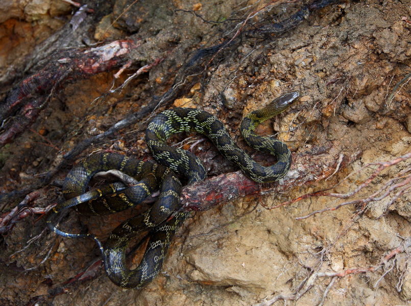 newly discovered snake in yarlung tsangpo grand canyon