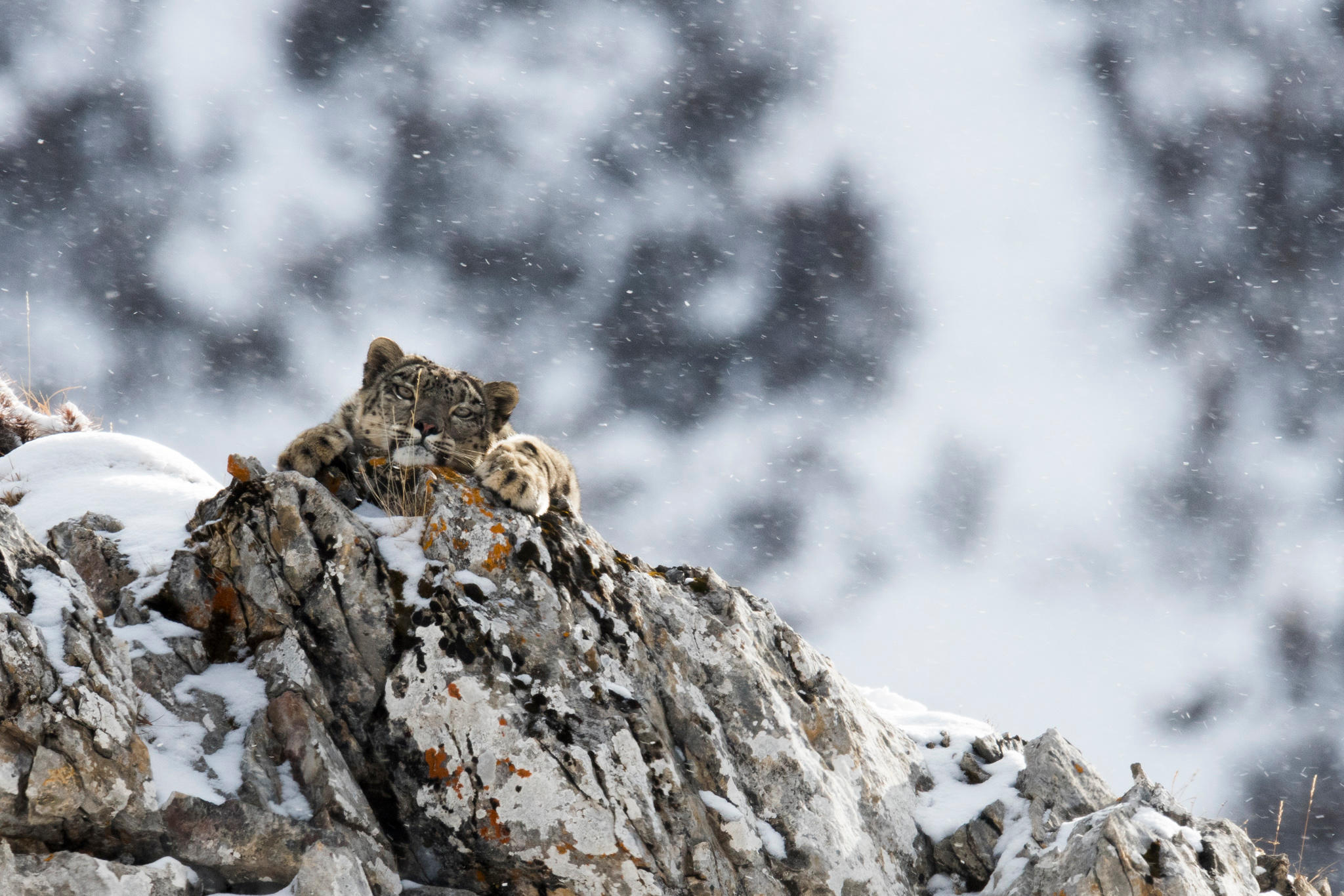 snow leopard resting in snow china qinghai