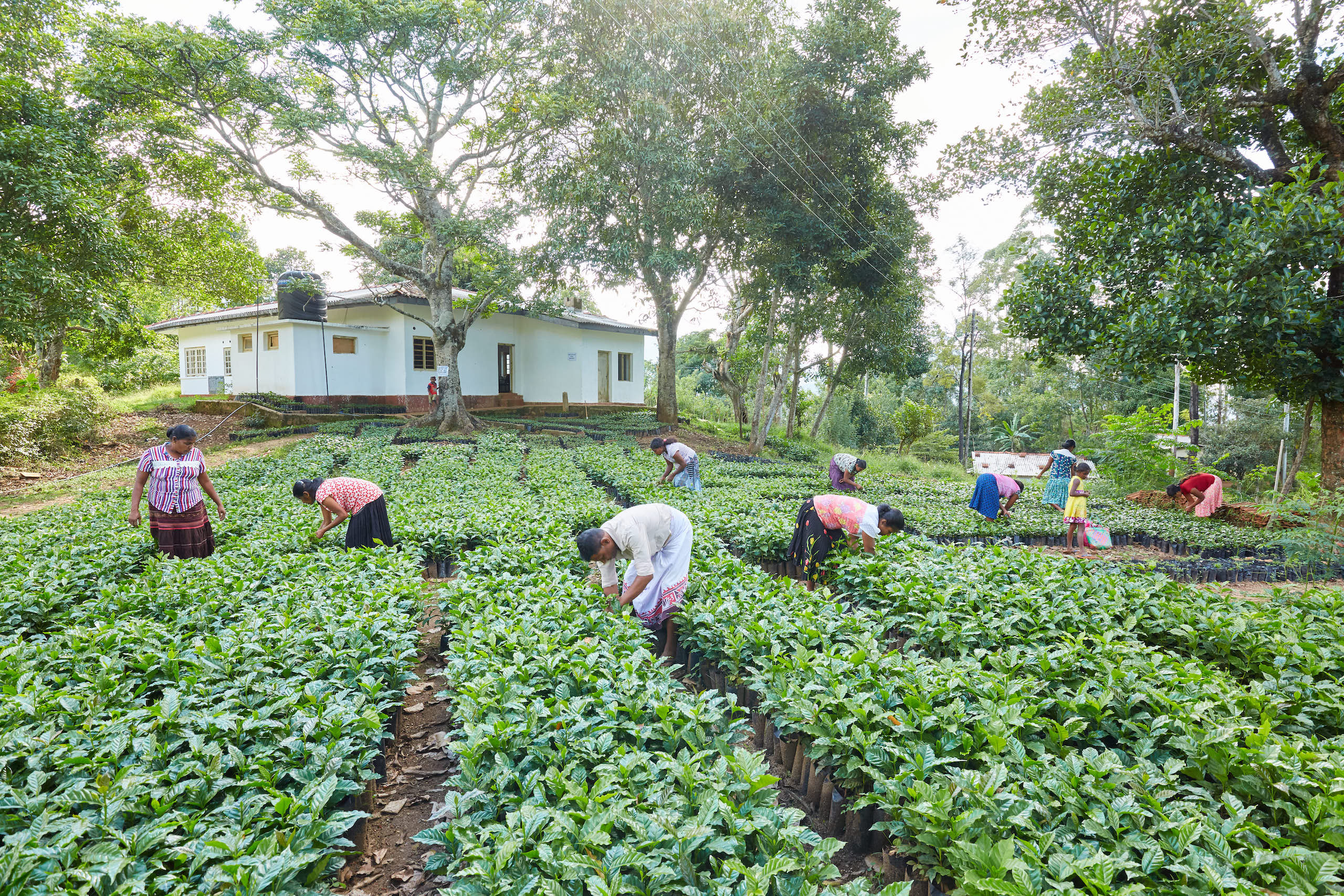climate resilient coffee india