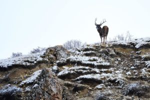 White-lipped deer at the source of the Yellow River section of the Sanjiangyuan National Park, China