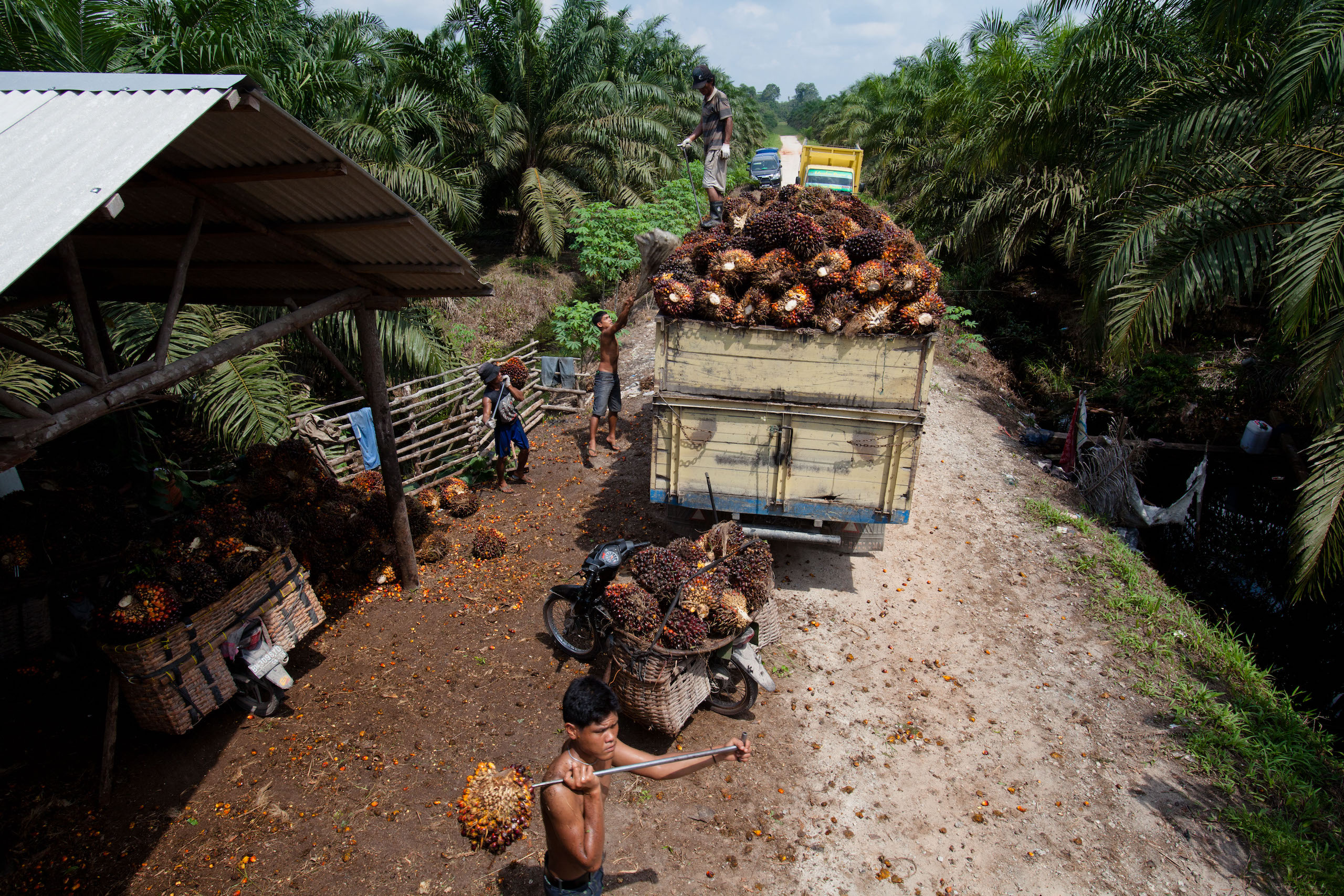 An oil palm smallholder in Sumatra, Indonesia loads a truck with oil palm fruits for transport to a nearby mill. 