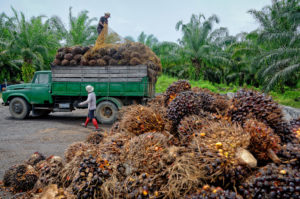 <p>Despite environmental and feasibility concerns, Indian prime minister Modi has advanced plans to lessen the country’s dependence on palm oil imports from large-scale cultivators such as Malaysia, pictured here (Image: Melvin Migin/Alamy)</p>