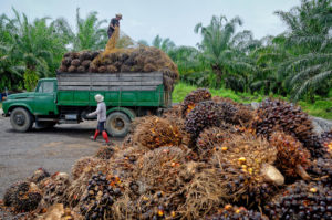 oil palm plantation workers