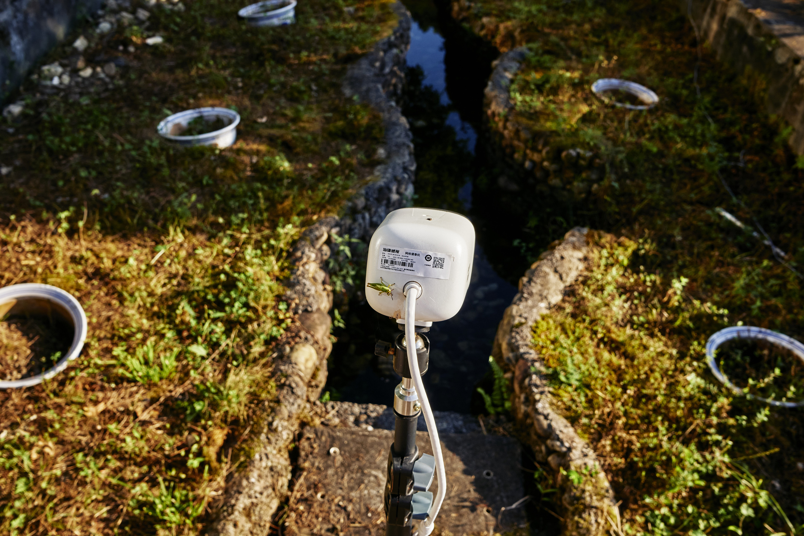 A camera used to monitor giant salamanders in the pond