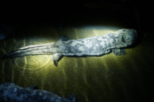 <p>Chinese giant salamanders can reach up to 1.8 metres in length. This was was photographed inside a hatchery operated by the Zhangjiajie Giant Salamander National Nature Reserve Management Bureau (Image: Wu Huiyuan/Sixth Tone)</p>