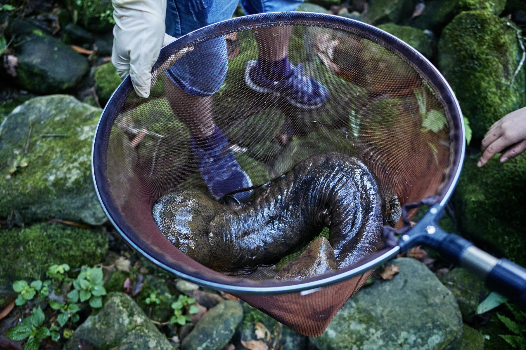 efforts-to-conserve-chinese-giant-salamander-divide-conservationists