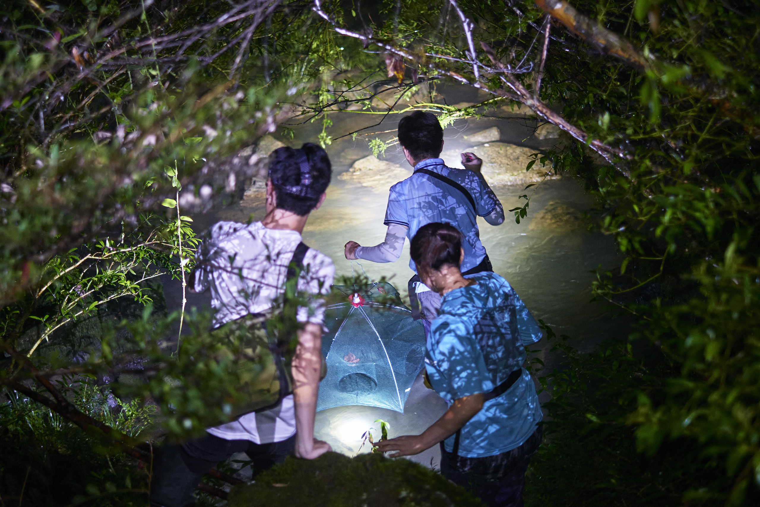 Students set traps for giant salamander