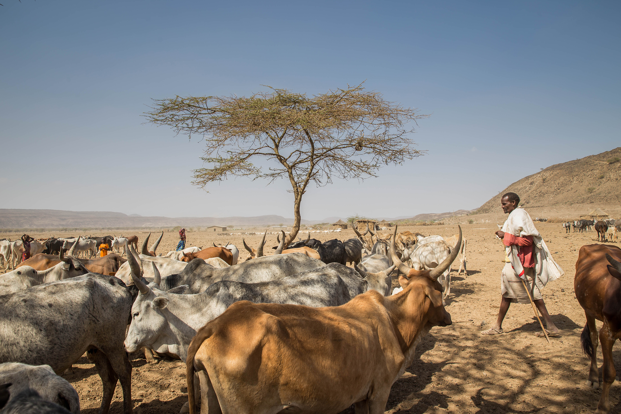 Cattle herd in Ethiopia