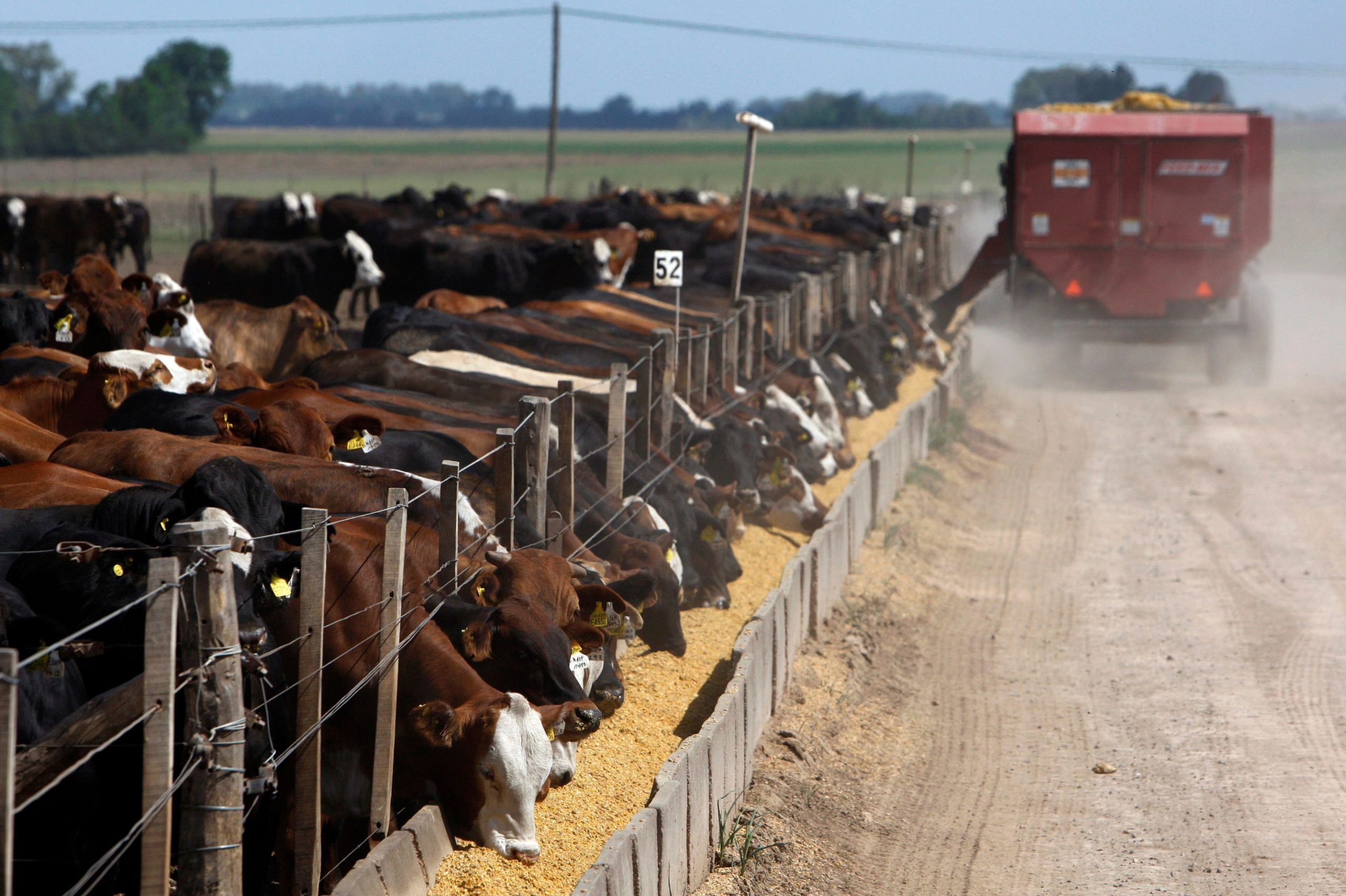Beef cattle at an industrial-scale feedlot in Argentina. Despite growing recognition of the industry's environmental impact, livestock sector emissions remain a delicate issue in public and high-level discussions. (Image: Marcos Brindicci / Alamy)