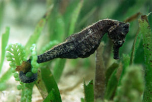 spotted seahorse in seagrass meadow