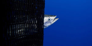 A-skipjack-tuna-caught-in-Western-Pacific